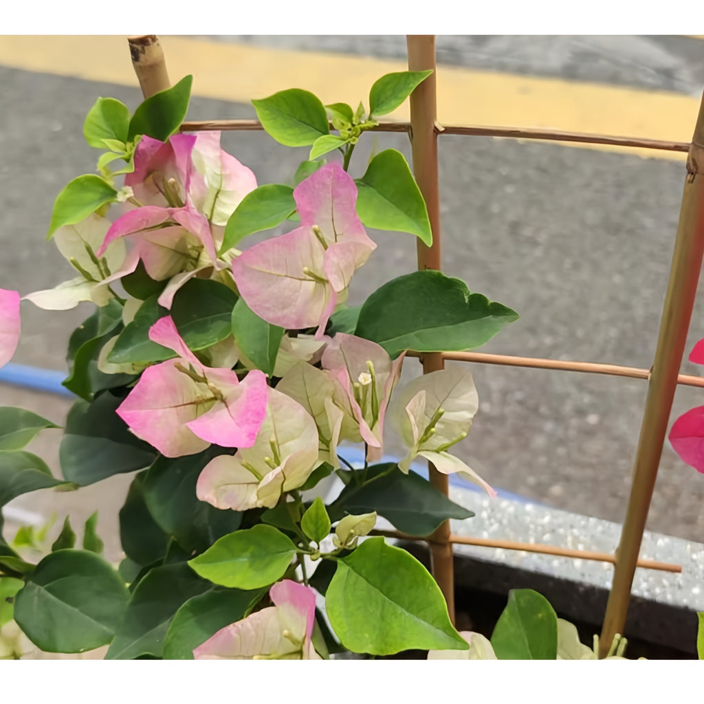 5pcs/ 10pcs Bamboo Trellis for Climbing Plants, 16 Inch Natural Garden Fan-Shaped Plant Support Bracket, Suitable for Potted Plant Decoration