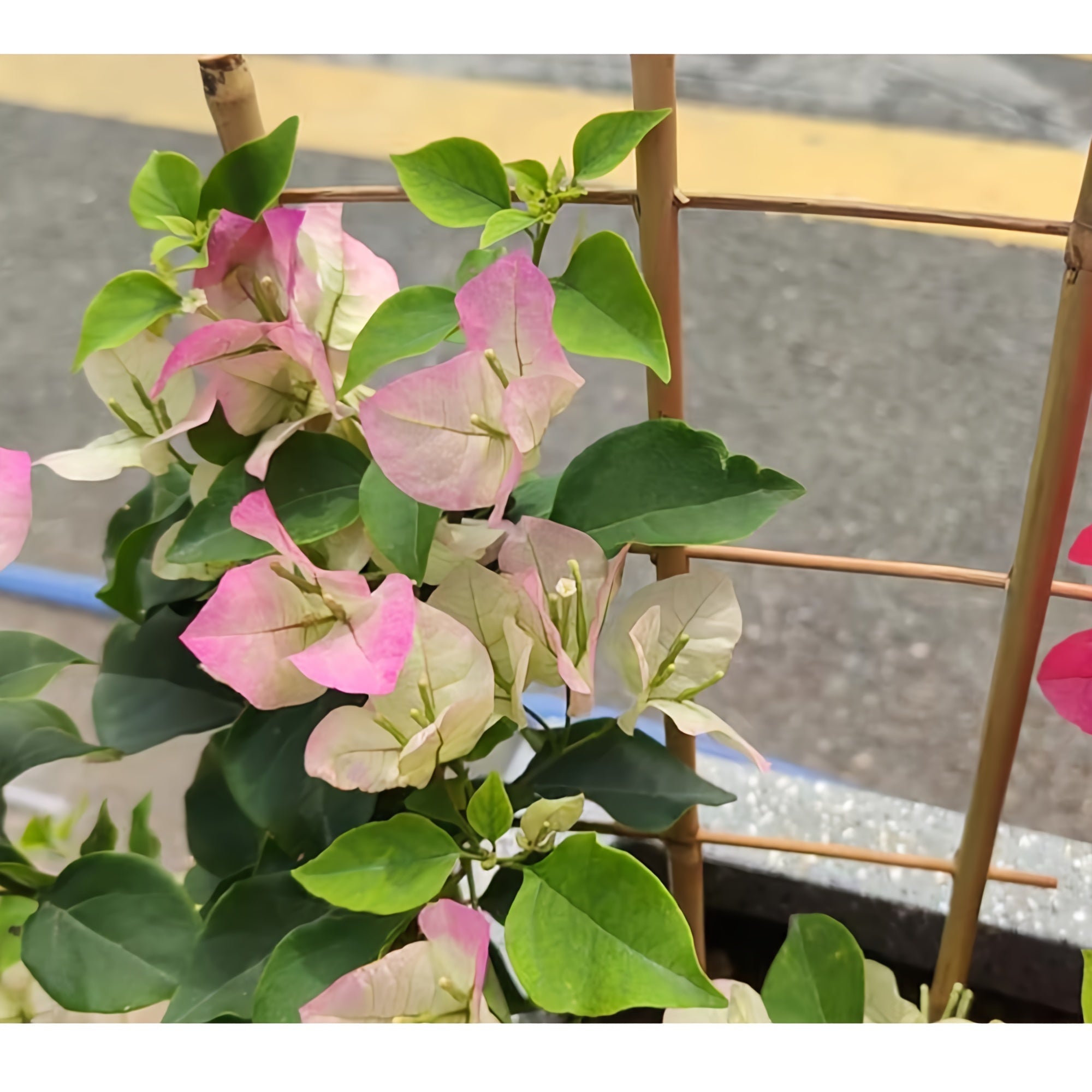 5pcs/ 10pcs Bamboo Trellis for Climbing Plants, 16 Inch Natural Garden Fan-Shaped Plant Support Bracket, Suitable for Potted Plant Decoration