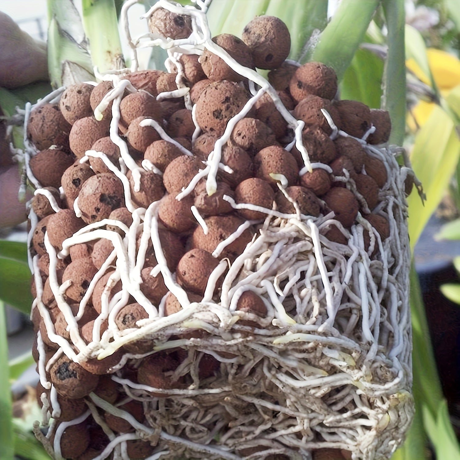[Clay Pebbles Grow Media] 10/20/30LBS Clay Pebbles 4Mm-16Mm Leca Clay Aggregate Grow Media Natural Clay Balls for Hydroponic, Gardening, Orchids, Decoration, Aquaponics