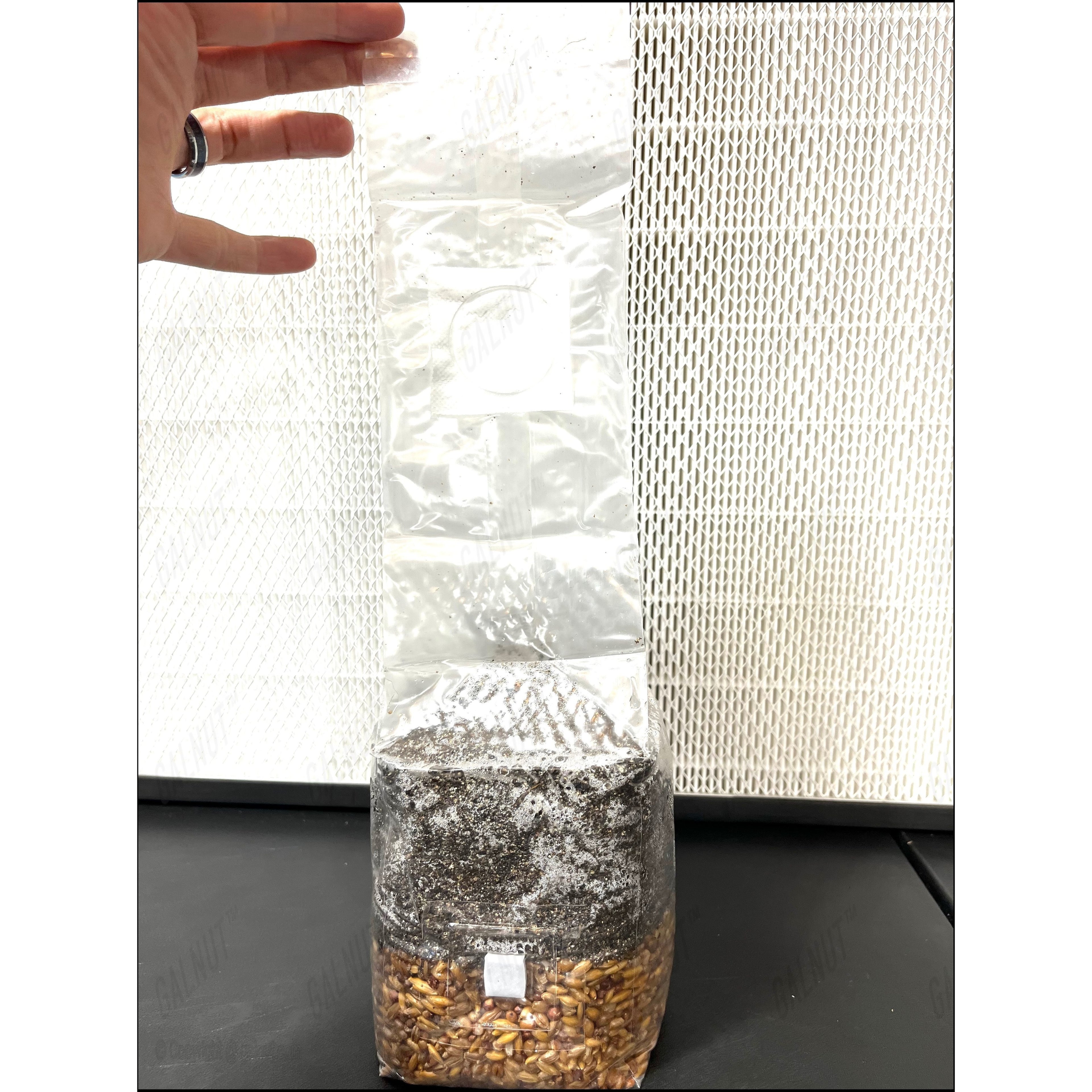 GALNUT Magical 2 lb All In One Grow Bags with Sterile Grain and CVG Substrate for Growing Manure Loving Mushroom Grow Bag Kit